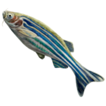 A zebrafish