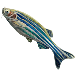 A zebrafish